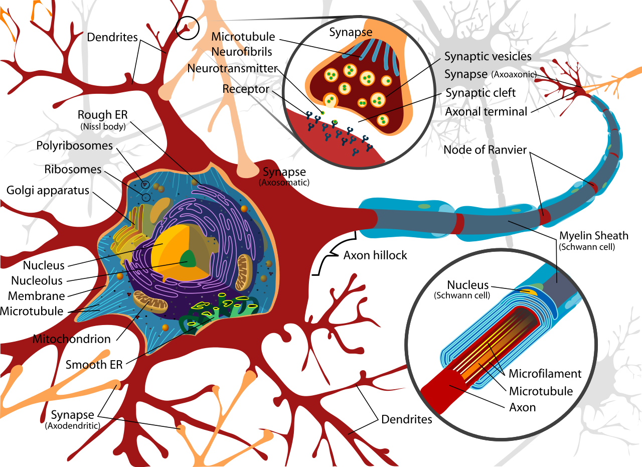 Complete_neuron_cell_diagram_en.svg