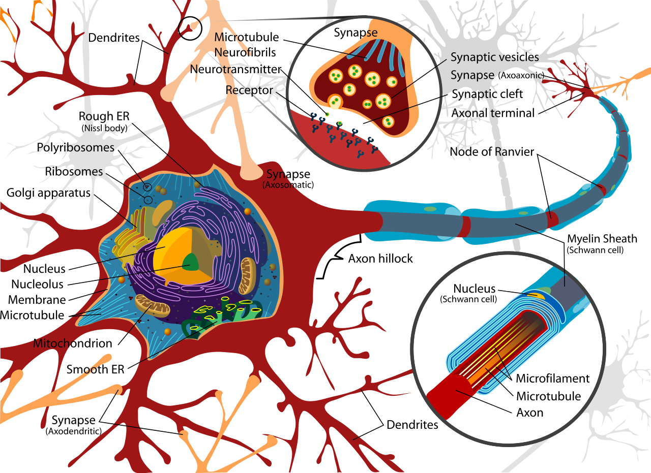 Complete_neuron_cell_diagram_en.svg Complete_neuron_cell_diagram_en.svg