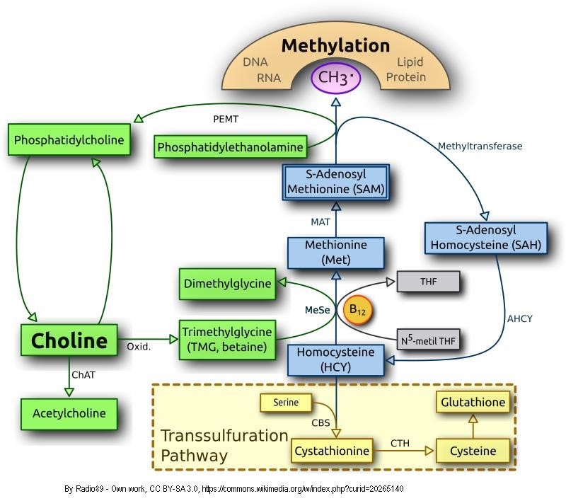 Neuro and Methylation