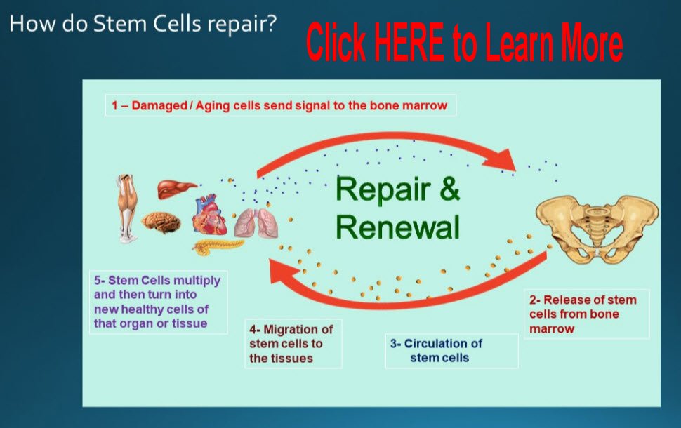 Learn more about how Stem Cells work within the body.